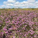 Eremalche-parryi-kern-mallow-purple-flowering-field-Carrizo-Plain-2017-04-20-IMG 7102