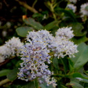 Ceanothus-growing-at-roadside-Southern-California-2017-03-20-IMG 7677