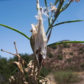Asclepias-fascicularis-narrowleaved-milkweed-capsules-seeds-China-Flats-trail-Simi-2011-09-12-IMG_9715.jpg