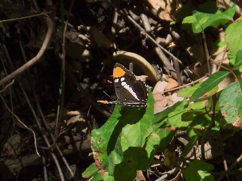 California-sister-butterfly-Adelphia-bredowii-Circle-X-ranch-2011-09-19-IMG_9754.jpg