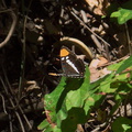 California-sister-butterfly-Adelphia-bredowii-Circle-X-ranch-2011-09-19-IMG 9754
