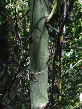 Ceanothus-spinosus-greenbark-showing-green-bark-Circle-X-ranch-2011-09-19-IMG 9759