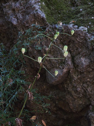 Lilium-humboldtii-Humboldt-lily-fruit-Circle-X-ranch-2011-09-19-IMG 9752