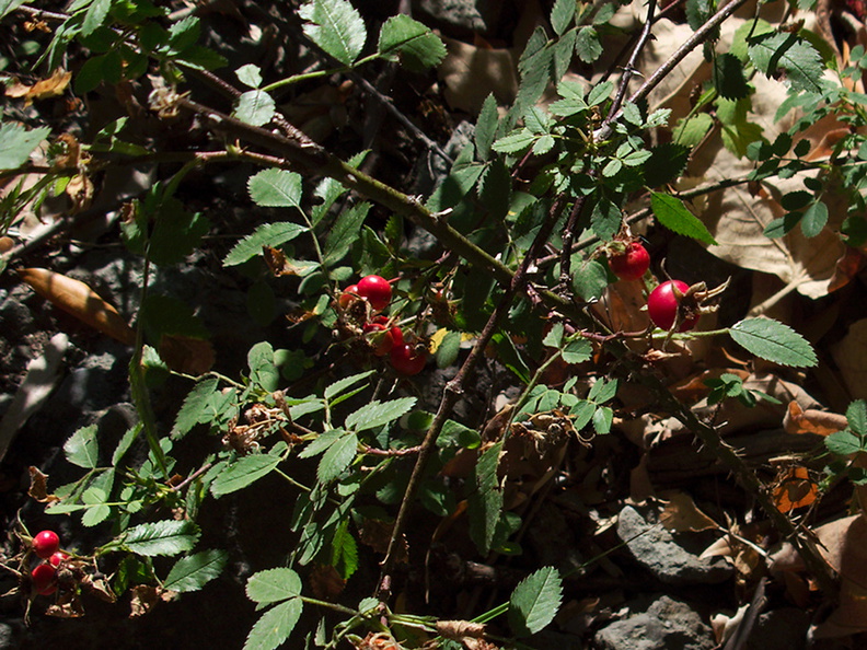 Rosa-californica-wild-rose-rosehips-Circle-X-ranch-2011-09-19-IMG_9740.jpg