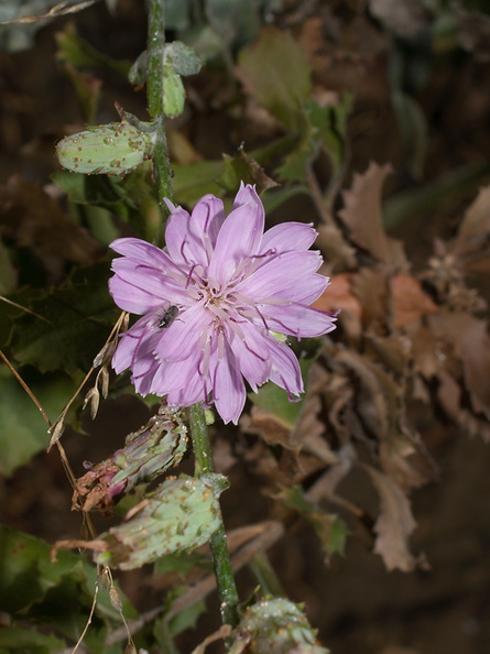 Stephanomeria-cichoriacea-chicory-leaved-wire-lettuce-Circle-X-ranch-2011-09-19-IMG_3376.jpg