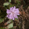 Stephanomeria-cichoriacea-chicory-leaved-wire-lettuce-Circle-X-ranch-2011-09-19-IMG_3376.jpg