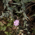 Stephanomeria-cichoriacea-chicory-leaved-wire-lettuce-Circle-X-ranch-2011-09-19-IMG_3377.jpg