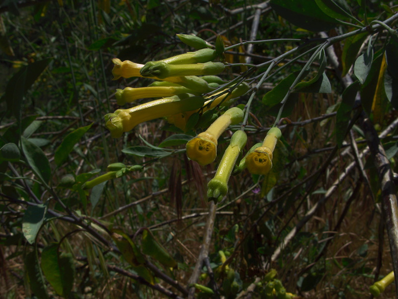 Nicotiana-glauca-tree-tobacco-yellow-flowers-Kanan-Dume-trail-2011-04-29-IMG 7709
