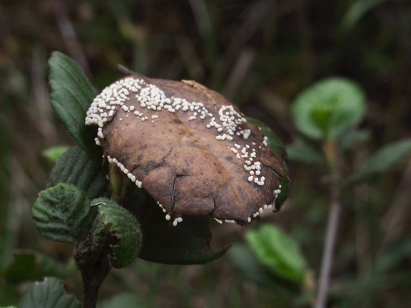 leaf-mold-fungus-white-dots-indet-Malibu-Springs-trail-2013-01-27-IMG 3316