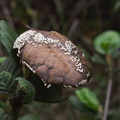 leaf-mold-fungus-white-dots-indet-Malibu-Springs-trail-2013-01-27-IMG_3316.jpg