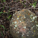 lichens-on-rock-Malibu-Springs-trail-2013-01-27-IMG 3339