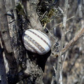 tree-snail-surviving-drought-Leo-Carrillo--20130805_002_1.jpg