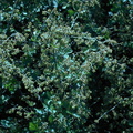 Rhus-trilobata1-2004-04-07
