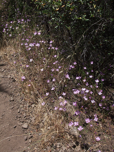 Clarkia-cylindrica-habitat-Mishe-Mokwa-Santa-Monica-Mts-2012-05-31-IMG_1872.jpg