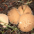 Lycoperdon-perlatum-gem-studded-puffball-Mishe-Mokwa-trail-Sandstone-Peak-2012-12-23-IMG_7072.jpg