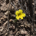Mimulus-brevipes-wide-throat-monkeyflower-Mishe-Mokwa-Santa-Monica-Mts-2012-05-31-IMG_1834.jpg