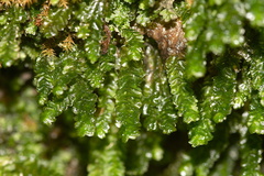 Porella-bolanderi-leafy-liverwort-Mishe-Mokwa-trail-Sandstone-Peak-2012-12-23-IMG 7065