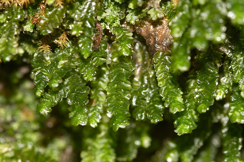 Porella-bolanderi-leafy-liverwort-Mishe-Mokwa-trail-Sandstone-Peak-2012-12-23-IMG_7065.jpg