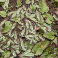 Riccia-sp-thallose-liverwort-Mishe-Mokwa-trail-Sandstone-Peak-2012-12-23-IMG 7036