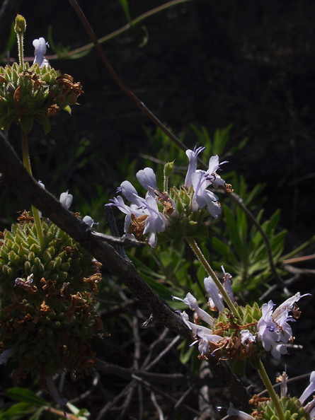 Salvia-mellifera-black-sage-Mishe-Mokwa-Santa-Monica-Mts-2012-05-31-IMG_1882.jpg