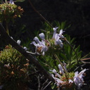 Salvia-mellifera-black-sage-Mishe-Mokwa-Santa-Monica-Mts-2012-05-31-IMG 1882