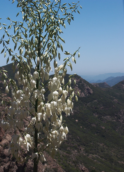 Yucca-whipplei-view-Mishe-Mokwa-Santa-Monica-Mts-2012-05-31-IMG 1854
