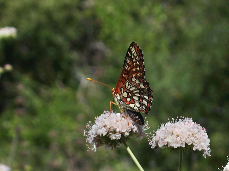 checkerspot-butterfly-Euphydryas-chalcedona-on-California-buckwheat-Mishe-Mokwa-Santa-Monica-Mts-2012-05-31-IMG_1889.jpg
