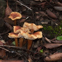 gill-mushroom-ochre-cream-cap-Mishe-Mokwa-trail-Sandstone-Peak-2012-12-23-IMG 3151