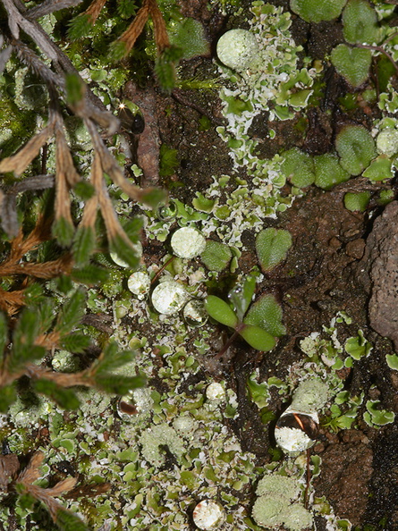 lichen-pixie-cups-Mishe-Mokwa-trail-Sandstone-Peak-2012-12-23-IMG_7055.jpg