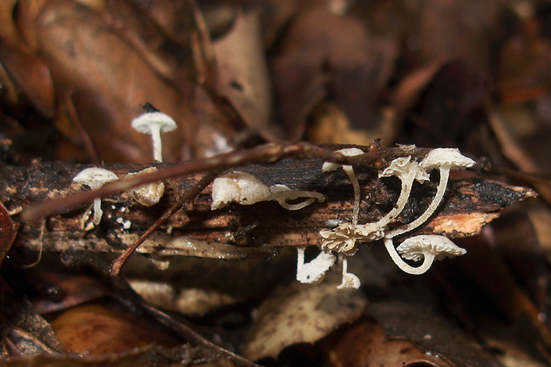 tiny-white-gill-mushroom-Mishe-Mokwa-trail-Sandstone-Peak-2012-12-23-IMG_3158.jpg