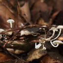 tiny-white-gill-mushroom-Mishe-Mokwa-trail-Sandstone-Peak-2012-12-23-IMG 3158