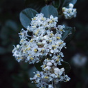 Ceanothus-megacarpus-big-pod-Ceanothus-flowering-in-deep-shade-Pt-Mugu-2012-01-09-IMG 0425