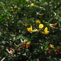 Lotus-scoparius-deer-weed-Pt-Mugu-2010-12-16-IMG_6778.jpg