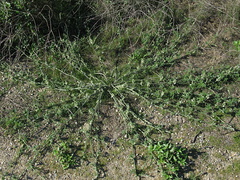Marah-macrocarpus-wild-cucumber-Pt-Mugu-2010-01-10-IMG 3592