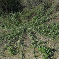 Marah-macrocarpus-wild-cucumber-Pt-Mugu-2010-01-10-IMG_3592.JPG