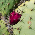 Opuntia-littoralis-prickly-pear-bright-magenta-fruit-Pt-Mugu-2012-01-09-IMG 0410