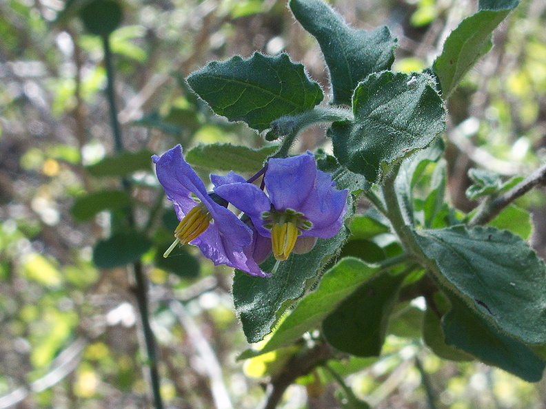 Solanum-xanti-purple-nightshade-Pt-Mugu-2012-01-09-IMG_0411.jpg