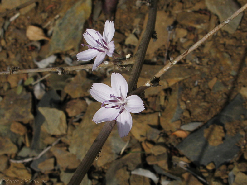 Stephanomeria-virgata-twiggy-wreath-plant-Pt-Mugu-2010-01-10-IMG 3583