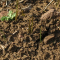 calochortus-catalinae-sprouts-mugu-2008-12-08-IMG 1595