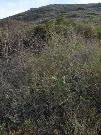 marah-macrocarpus-wild-cucumber-in-landscape-mugu-2008-12-08-IMG 1590