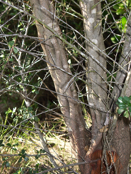 Ceanothus-megacarpus-braided-bark-La-Jolla-waterfall-trail-2011-02-01-IMG 7006