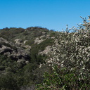 Ceanothus-megacarpus-covering-hillsides-La-Jolla-waterfall-trail-2011-02-01-IMG 6964
