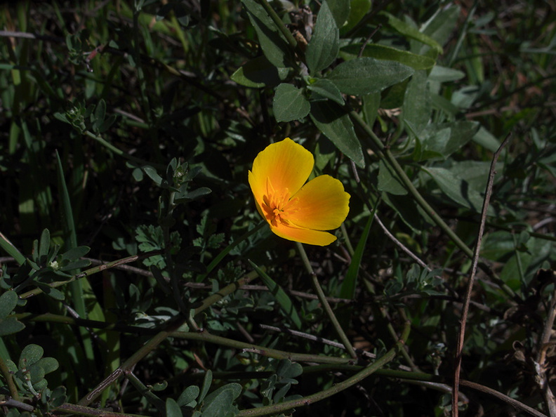 Eschscholzia-californica-California-poppy-Chumash-Pt-Mugu-2013-02-03-IMG_3457.jpg
