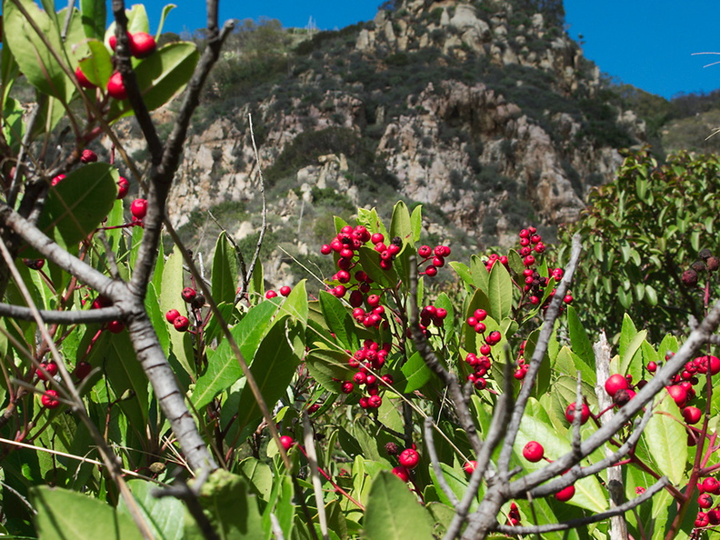 Heteromeles-arbutifolia-christmasberry-La-Jolla-waterfall-trail-2011-02-01-IMG_6946.jpg