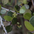 Rhamnus-crocea-redberry-Pt-Mugu-2010-02-13-IMG 3794