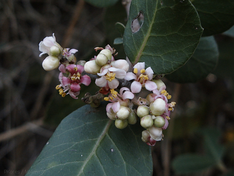 Rhus-integrifolia-lemonadeberry-Pt-Mugu-2010-02-13-IMG_3775.jpg