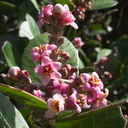 Rhus-integrifolia-lemonadeberry-Pt-Mugu-2012-02-12-IMG 0487
