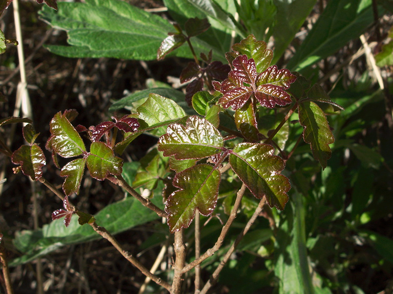 Rhus-toxicodendron-poison-oak-young-leaves-La-Jolla-waterfall-trail-2011-02-01-IMG_6953.jpg