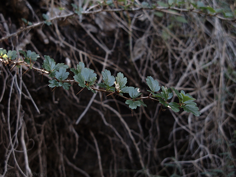 Ribes-speciosum-leaves-Pt-Mugu-2010-02-13-IMG_3773.jpg