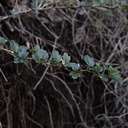 Ribes-speciosum-leaves-Pt-Mugu-2010-02-13-IMG 3773